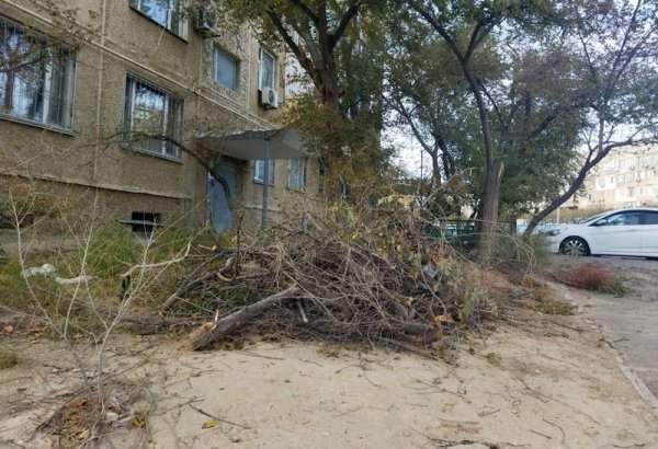 Спилили и оставили: сухие ветки разбросаны в микрорайонах Актау