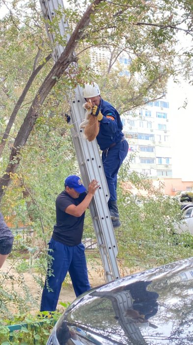 Спасение кота попало на видео в Актау