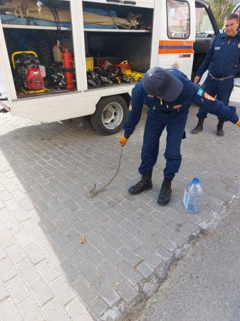 Спасатели извлекли змею из автомобиля в Актау