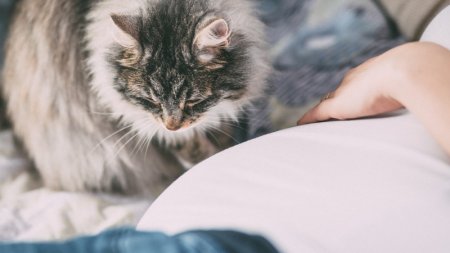 Ученые нашли способ побороть аллергию на кошек