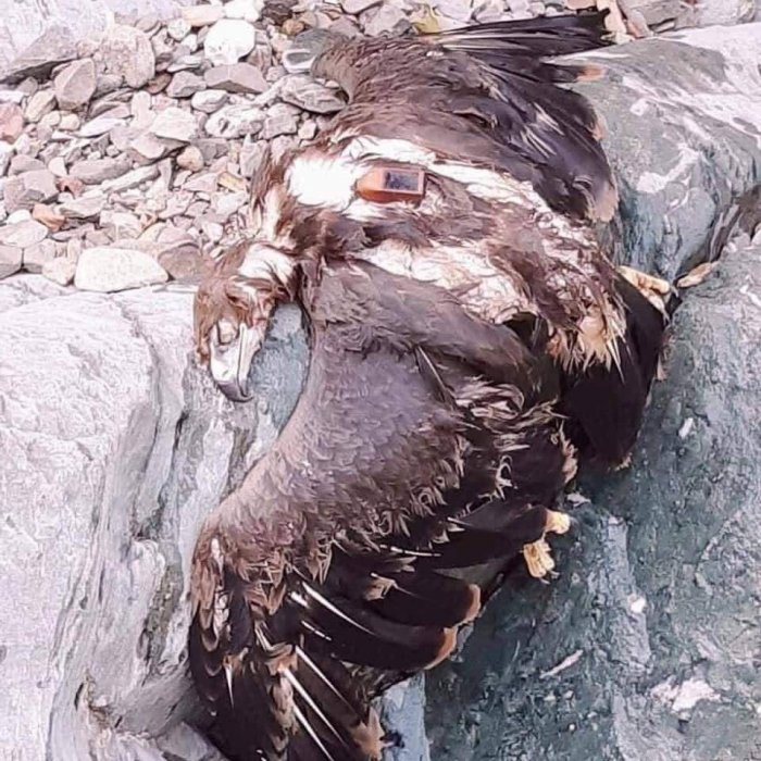 Пролетая над Актау: передвижения орла на протяжении 20 лет записывал GPS