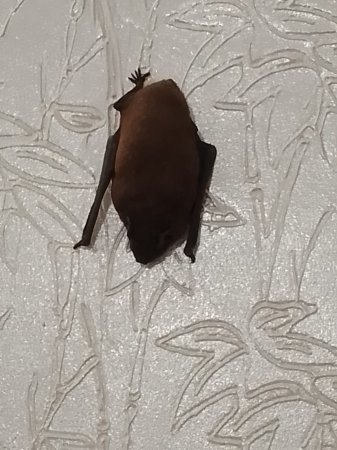 В Акту спасли залетевшую в подъезд летучую мышь