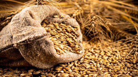 Казахстан вынужден экспортировать пшеницу в цементовозах 