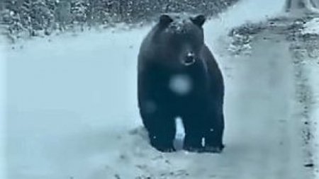 Гуляющего по дороге медведя засняли на видео в ВКО 