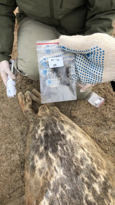 Комитет рыбного хозяйства Министерства экологии РК: Предварительные результаты гибели тюленей в Мангистау будут через месяц