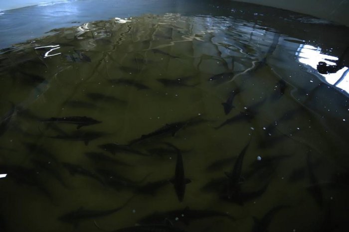 В Мангистау оказывают поддержку рыбохозяйственным предприятиям