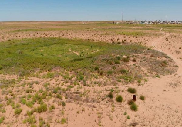 Защита от песчаных бурь: саксауловый лес на трёх тысячах га высадили в Мангистау