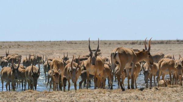 Стартовала акция «Сайгак»