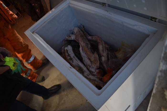 Более 44 кг осетрины изъяли у жителя Мангистау