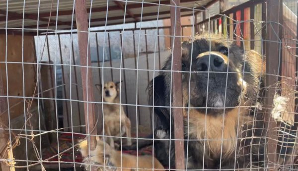 Ну не работает этот Закон!  Бездомные животные остаются нерешенной проблемой в Актау