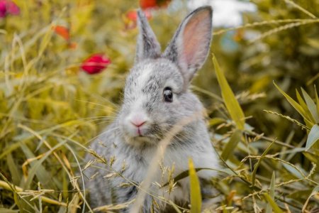 Кроликов раскупили перед Новым годом в зоомагазинах Караганды