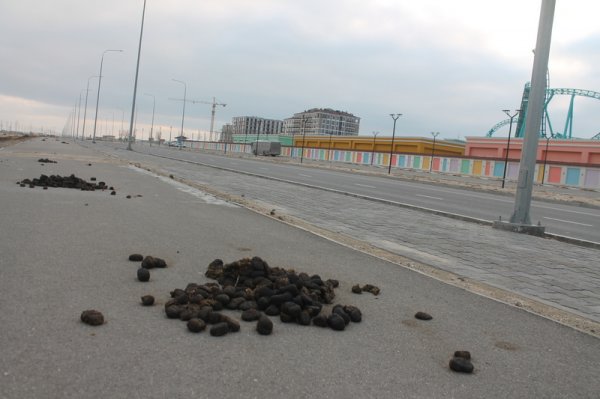 Лошади загадили беговую дорожку к базам отдыха Актау