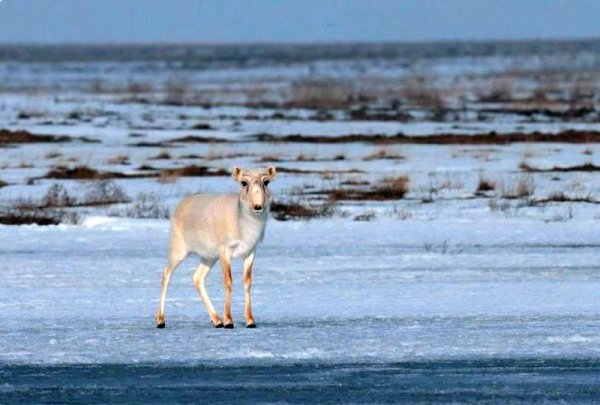 Продлён мораторий на использование сайгаков в Мангистау