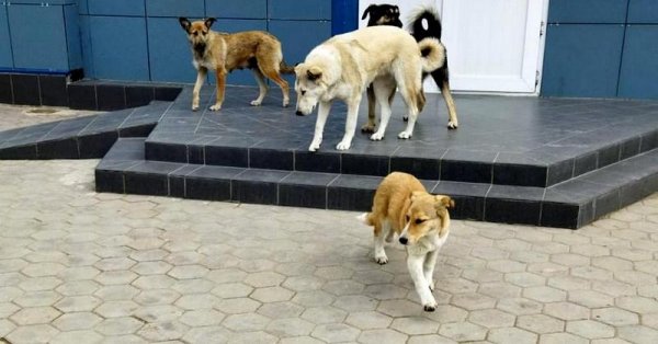 Свора собак наводит страх на жителей Актау