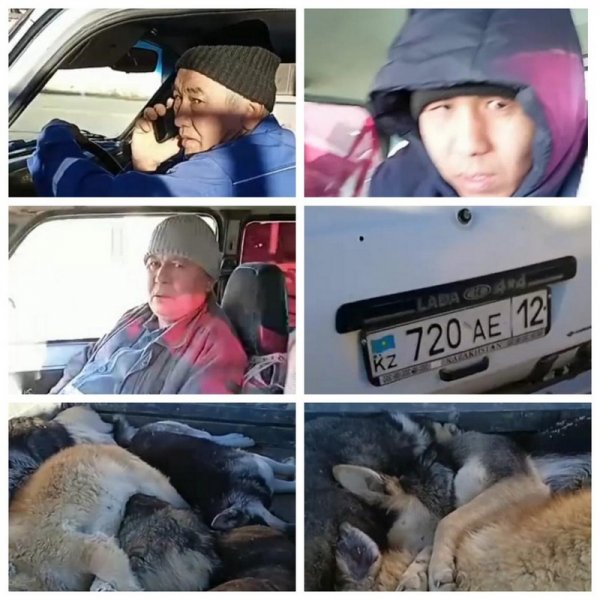 Десятки трупов собак обнаружили в яме близ Актау