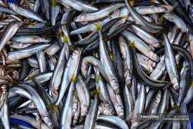 Казахстан планирует экспортировать рыбу во Францию и Швейцарию 