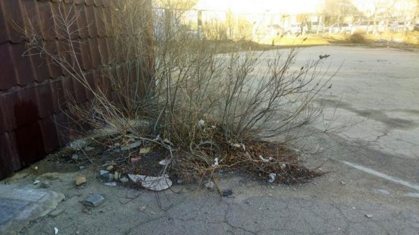 В свалку превратилась территория медколлежда в Актау