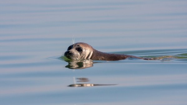 Каспийский тюлень отмечает свой праздник