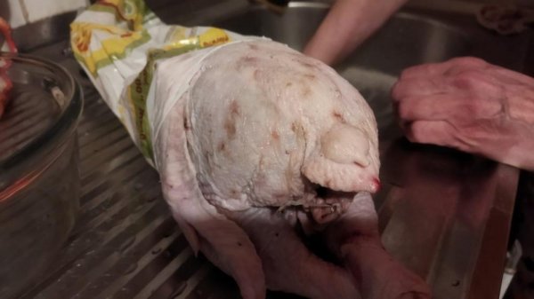 Курица в пятнах: на птицефабрике в Актау ответили на жалобы