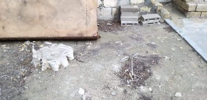 Жители 2 микрорайона Актау обвинили в вырубке деревьев владельцев магазина