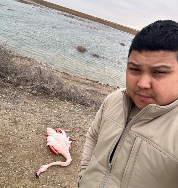 Мертвый фламинго найден на Караколе