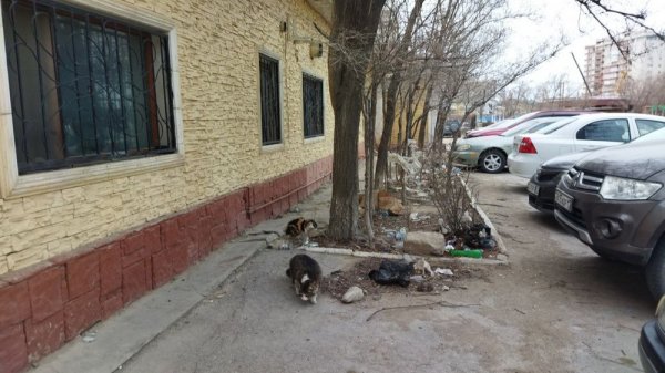 Проблема с мусором в центре Актау до сих пор не решилась