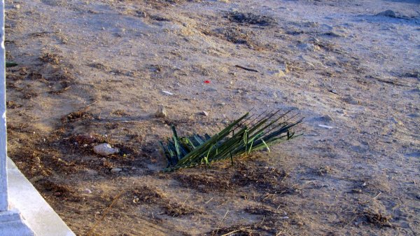 Пальмы осыпаются на набережной Актау