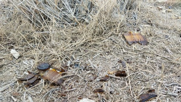 В свалку превратили территорию у водозаборного канала в Актау