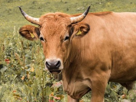  Бразильскую говядину запретили ввозить в Казахстан