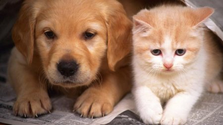 Новые правила прописали для владельцев собак и кошек в Казахстане 