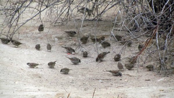 Вызвавший подозрение парень оказался экоактивистом в Актау