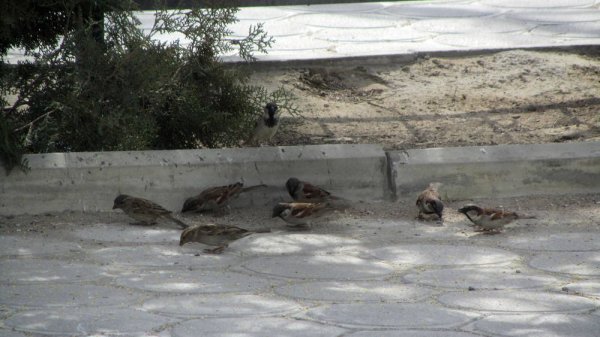 Вызвавший подозрение парень оказался экоактивистом в Актау