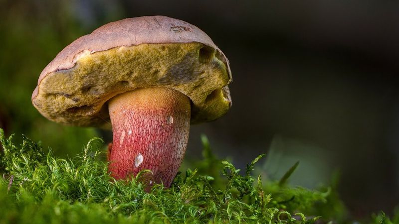 Минфин разъяснил налог на грибы и дикие растения: Речь идет не о простых гражданах