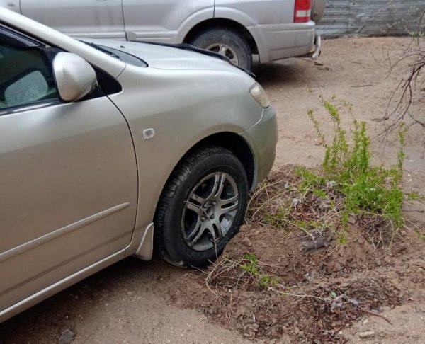 Давят лунки с растениями: жители требуют наказать нарушителей в Актау