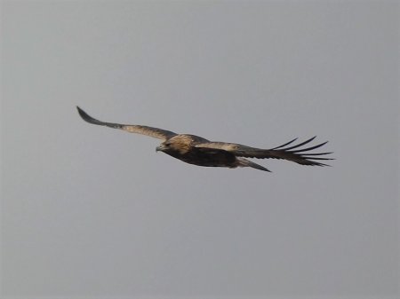 «В Актау единицы бердвотчеров»: Василий Бастаев рассказал о редкой профессии и птицах региона