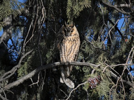 «В Актау единицы бердвотчеров»: Василий Бастаев рассказал о редкой профессии и птицах региона