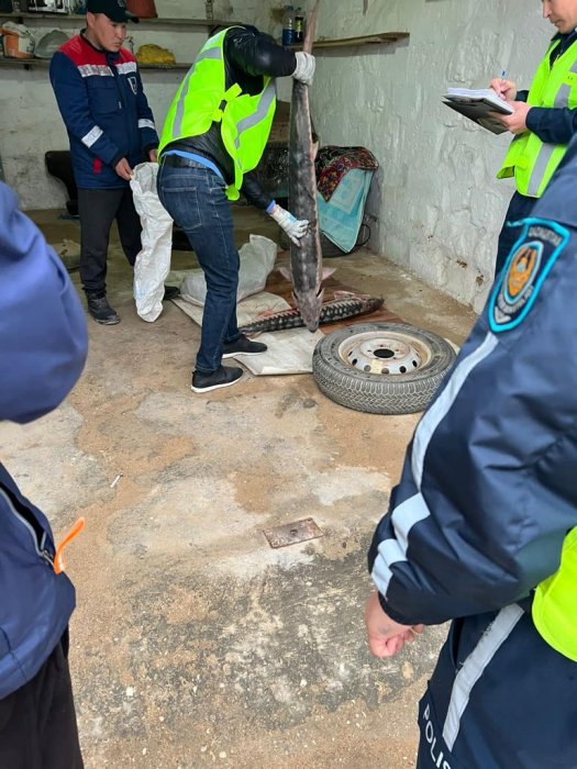Около 50 килограммов незаконной осетровой рыбы обнаружено у жителя Мангистау