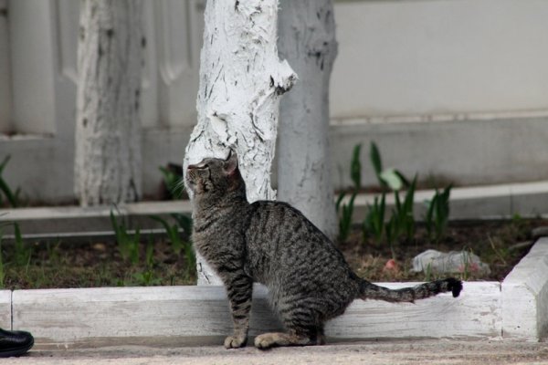 Вербное воскресенье празднуют в Актау