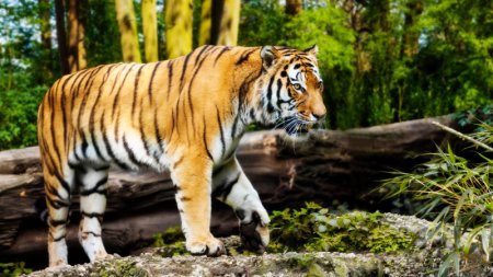 Популяция тигров в Индии вновь превысила 3000 особей