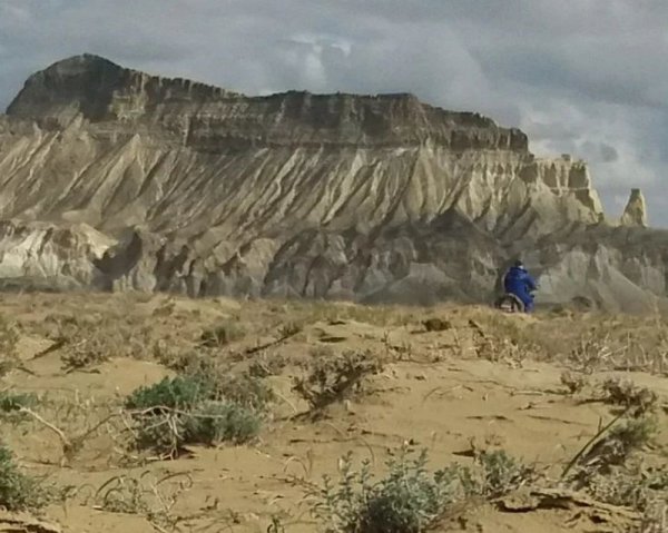 Цветок пустыни зацвел в Мангистау