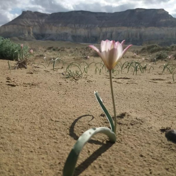 Цветок пустыни зацвел в Мангистау