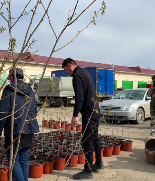 «Жасыл үй»: какие саженцы выдали жителям Актау