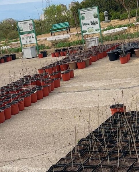 «Жасыл үй»: какие саженцы выдали жителям Актау