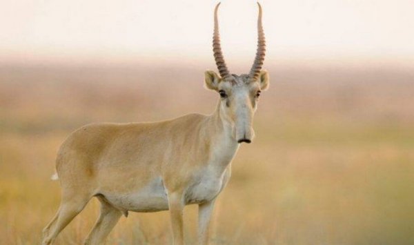 Браконьеров ищут на вертолётах в Мангистау