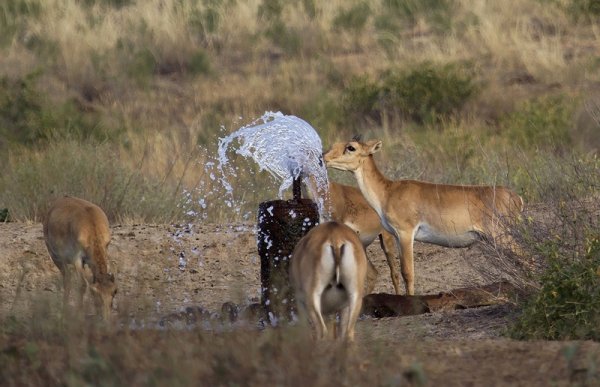 Браконьеров ищут на вертолётах в Мангистау