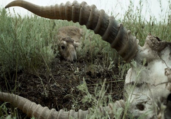 Браконьеров ищут на вертолётах в Мангистау