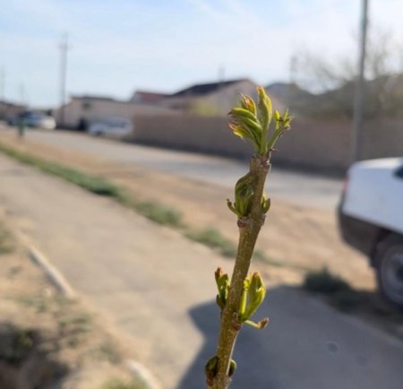 Мунайлинцы начали акцию по посадке саженцев