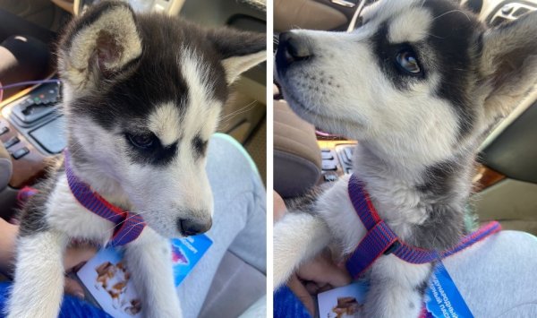 Хаски с привязи украли в Актау