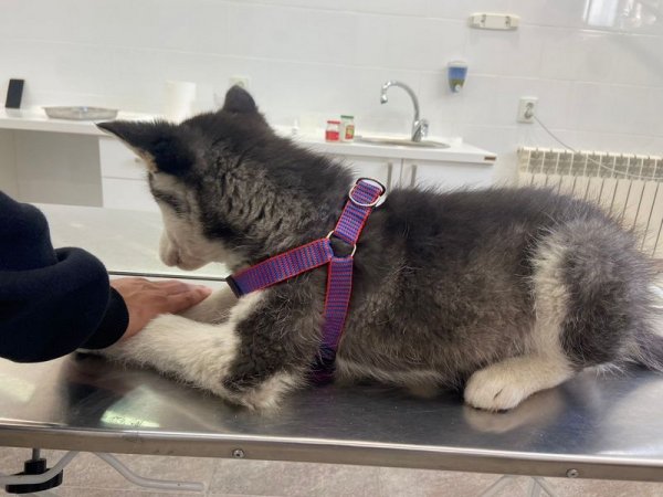 Хаски с привязи украли в Актау