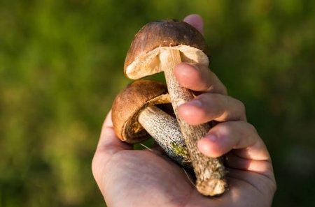 Сколько грибов казахстанцы могут собрать бесплатно